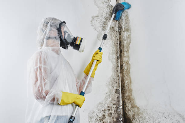 Best Local Mold Removal Service  in Bloomfield, IA