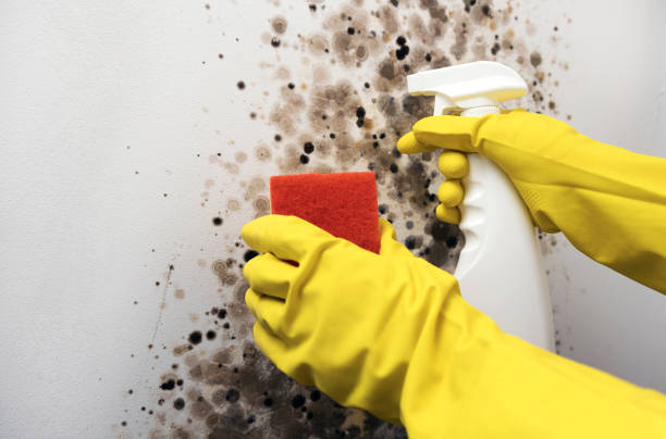 Best Black Mold Removal  in Bloomfield, IA