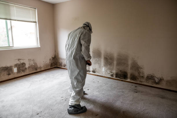 Best Attic Mold Removal  in Bloomfield, IA