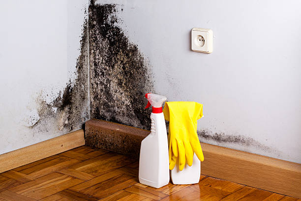Crawl Space Mold Removal in Bloomfield, IA