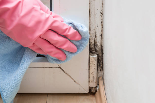 Best Crawl Space Mold Removal  in Bloomfield, IA